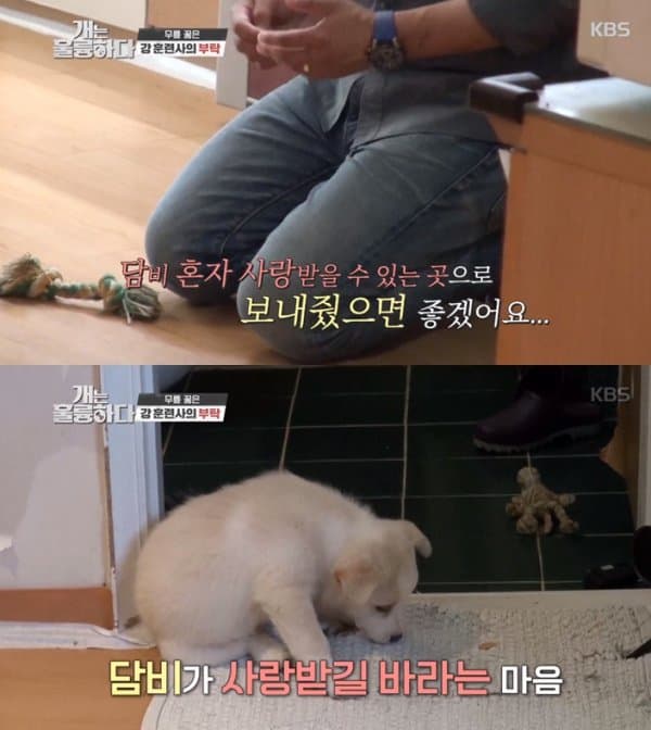 '개는 훌륭하다' 강형욱이 '코비' 견주에게 무릎 꿇고 한 말(+충격)