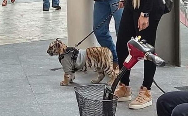 멸종 위기 새끼 호랑이가 쇼핑몰에 등장?