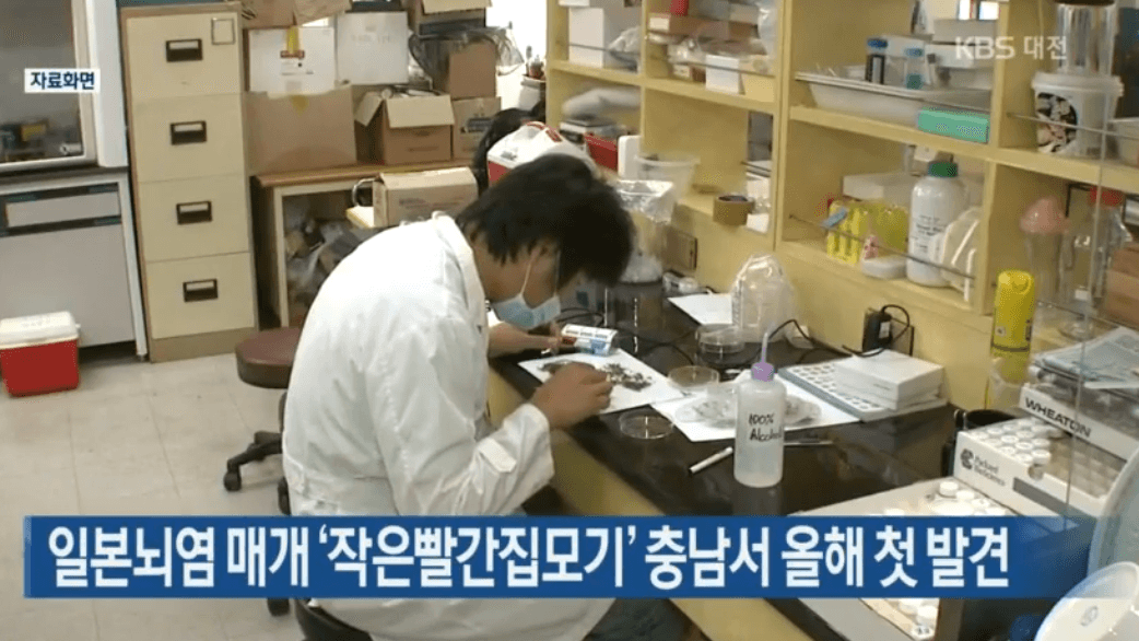 병 옮기는 모기가 있다고? (+혐오주의)