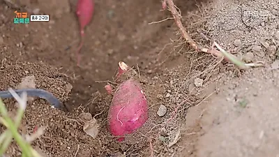 "입안에서 녹아요" 꿀맛 쏟아지는 충주 산척면 고구마 수확 현장