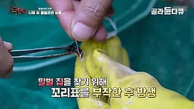 "저 세상 문턱 넘을 수도"…천장 뚫고 600마리 쏟아낸 말벌 사냥꾼의 사투